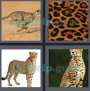 4 Pics 1 Word: Level 1301 to 1400: 7 Letters Picture 1360 Answer