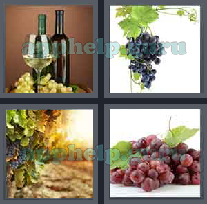 4 Pics 1 Word: Level 1601 to 1700: 5 Letters Picture 1647 Answer