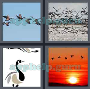 4 Pics 1 Word: Level 1601 to 1700: 5 Letters Picture 1677 Answer