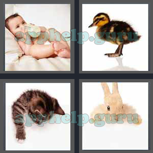 4 Pics 1 Word: Level 3201 to 3300: 4 Letters Picture 3267 Answer