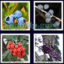 4 Pics 1 Word (GMonks): Level 7 Pic 1 Answer
