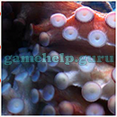 1000 Close Up Quiz: Animal 4 Star 2 Answer