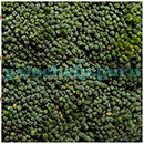 1000 Close Up Quiz: Food 4 Star 6 Answer