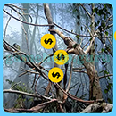 Infinite Pics: Woods Level 61 Answer