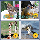 4 Pics 1 Word: More Words: Level 12 Word 10 Answer